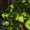 Hangging green leaves Royalty Free Stock Photo