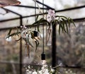 Hangin flowers and bulbs centerpiece