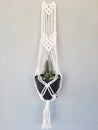 Hanging of Acanthocereus tetragonus Cactus