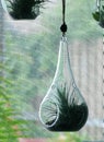 Hanging Air Plant Terrarium