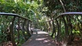 A hanging alley meanders between the treetops in the botanical garden.