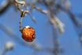 Hanging apple covered with snow Royalty Free Stock Photo