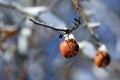 Hanging apple covered with snow Royalty Free Stock Photo