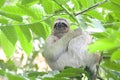 Hanging around Three-toed Sloth Royalty Free Stock Photo