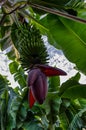 Hanging banana infructescence in a Tenerifian plantation