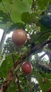 buah markisa or passiflora edulis or passion fruit is red and on the tree Royalty Free Stock Photo