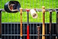 Hanging baseball bat, Baseball bats hanging on the racket holder outside the dugouts on the attachment to the fence and a baseball Royalty Free Stock Photo