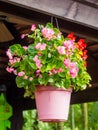 Hanging basket of Begonia obliqua Royalty Free Stock Photo