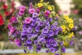 Hanging basket with colored Petunias