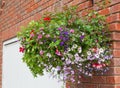 Hanging basket of colorful flowers in full bloom