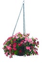 Hanging basket of flowers