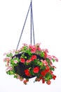 Hanging basket of flowers