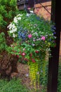 Hanging basket full of colorful summer plants.