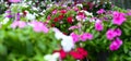 Hanging Basket with Impatiens flowers