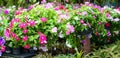 Hanging Basket with Impatiens flowers