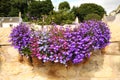 Hanging basket with lobelia flowers Royalty Free Stock Photo