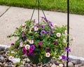 Hanging basket of multi colored Calibrachoa Royalty Free Stock Photo