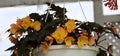 Close up of yellow and orange blooming begonia flowers in the spring