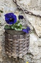 Hanging basket with a pansy Royalty Free Stock Photo