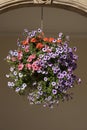 Hanging Basket of Pansy - Violet Flowers Royalty Free Stock Photo