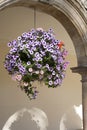 Hanging Basket of Pansy - Violet Flowers Royalty Free Stock Photo