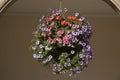 Hanging Basket of Pansy - Violet Flowers Royalty Free Stock Photo