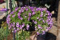 Hanging Basket Purple Flowers in the Sun