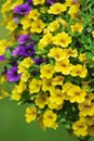 Hanging basket of purple and yellow flowers