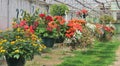 Hanging baskets filled with colorful flowers Royalty Free Stock Photo