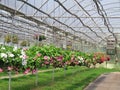 Hanging baskets filled with colorful flowers Royalty Free Stock Photo