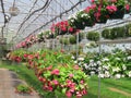 Hanging baskets filled with colorful flowers Royalty Free Stock Photo