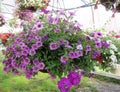 Hanging Baskets Filled With Colorful Flowers