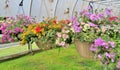 Hanging baskets filled with colorful flowers Royalty Free Stock Photo