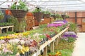 Hanging baskets nursery plants Royalty Free Stock Photo