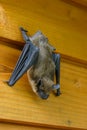Hanging bat Royalty Free Stock Photo