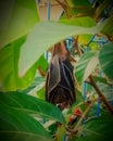 The Hanging Bat on The Branch of mangoo tree