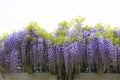 Beautiful blooming purple wisteria at hitachi seaside park japan Royalty Free Stock Photo