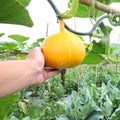 Hanging beautiful large pumpkin