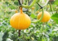 Hanging beautiful large pumpkin