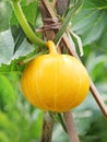 Hanging beautiful large pumpkin