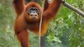 A Hanging Beautifull Orang Utan In Zoo