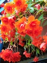 Hanging Begonia Royalty Free Stock Photo