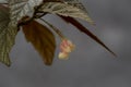 Begonia flowers and leaves on gray background Royalty Free Stock Photo