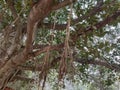 Hanging below Banyan tree roots. Reddish roots trap, close ground root, Ficus tree roots,source of exchange gases. Ground root