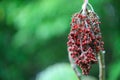 Hanging Berries