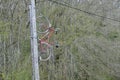 Hanging bicycle on telephone pole, Ecluse 6 Planche de Belin, Le Canal, La Collancelle, Nievre, BurgundyLock 6
