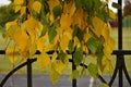 Hanging birch branches with yellow and green leaves Royalty Free Stock Photo