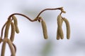 Hanging Birch Catkins and Buds