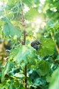 Hanging black currant berries closeup with rain water dew drops on stem of plant bush with bokeh, garden dacha farm Royalty Free Stock Photo