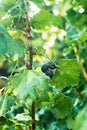 Hanging black currant berries closeup with rain water dew drops on stem of plant bush with bokeh, garden dacha farm Royalty Free Stock Photo